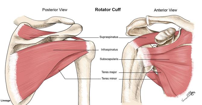 Are you experiencing shoulder pain?  image